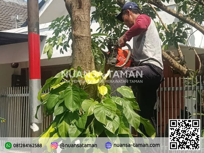 Jasa Tebang Pohon Bojonggede